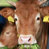 menu-solutions-animal-traceability